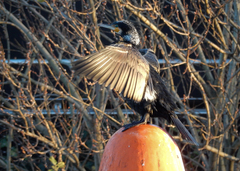 Phalacrocorax carbo