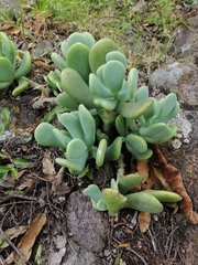 Sedum allantoides