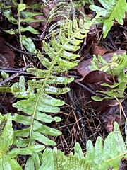 Polypodium vulgare
