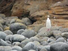 Megadyptes antipodes