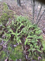 Polypodium vulgare