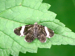 Trichodezia albovittata