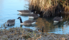 Branta canadensis