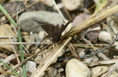 Erynnis baptisiae