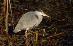 Ardea cinerea