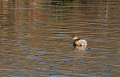 Tachybaptus ruficollis