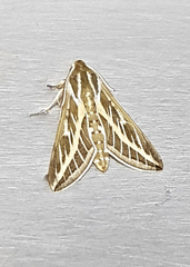 Hyles livornicoides