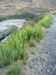 Reseda luteola