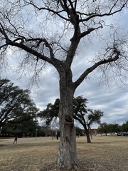 Quercus sinuata