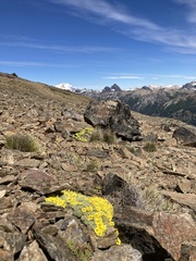 Oxalis erythrorrhiza