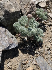 Callianthemoides semiverticillata