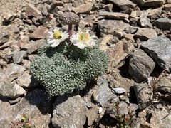 Callianthemoides semiverticillata