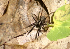 Schizocosa crassipes