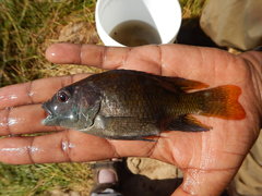 Sabaki Tilapia photo 2