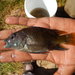 Oreochromis spilurus - Photo (c) turnercichlid,  זכויות יוצרים חלקיות (CC BY-NC), הועלה על ידי turnercichlid