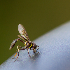 Salpingogaster nigra
