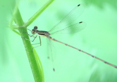 Lestes rectangularis