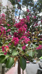 Lagerstroemia indica