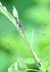 Lestes rectangularis