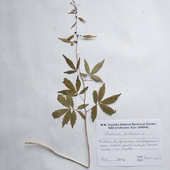 Cardamine bulbifera