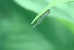 Crambus albellus