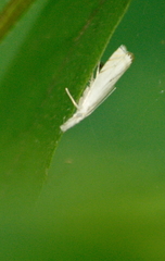 Crambus albellus