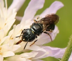 Ceratina cucurbitina