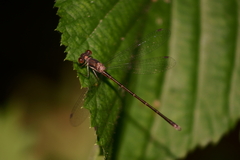 Lestes congener