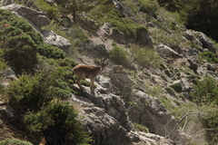 Capra pyrenaica