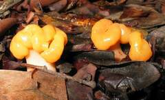 Cudonia spathulata