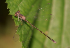 Lestes congener
