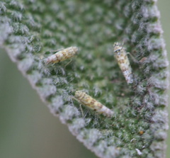 Eupteryx decemnotata