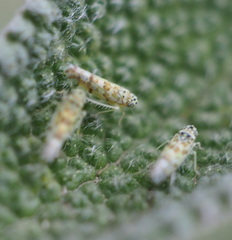 Eupteryx decemnotata