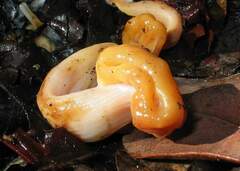 Cudonia spathulata