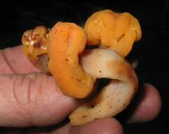 Cudonia spathulata