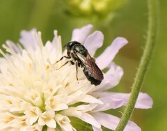Ceratina cucurbitina