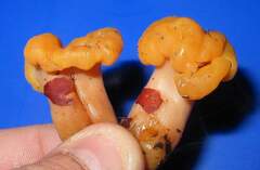 Cudonia spathulata