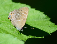 Satyrium liparops