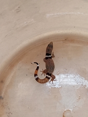 Sphaerodactylus glaucus