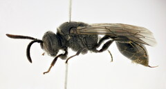 Psenulus fuscipennis