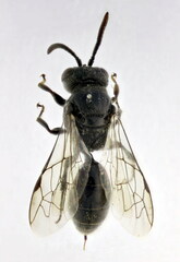 Psenulus fuscipennis