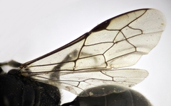 Psenulus fuscipennis