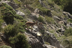 Capra pyrenaica