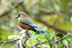 Eumomota superciliosa