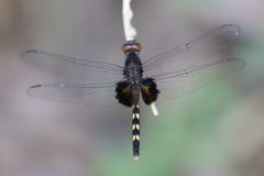 Erythemis attala