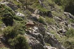 Capra pyrenaica