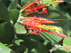 Tristerix corymbosus