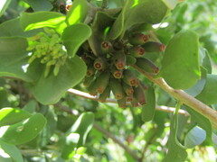 Tristerix corymbosus