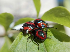 Tynacantha marginata