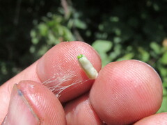 Tristerix corymbosus
